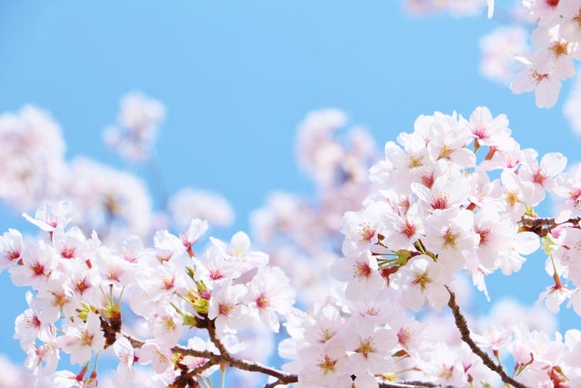 4月 清明の薬膳